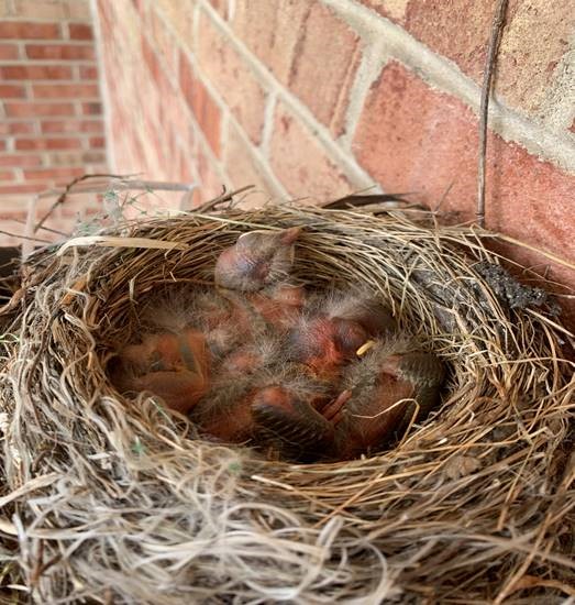 Baby birds nesting