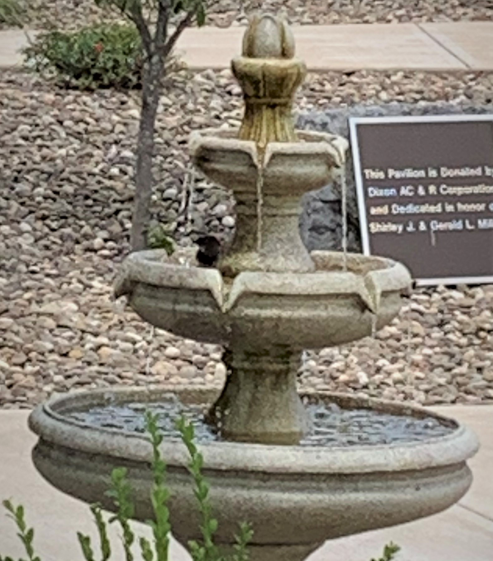 Bird Bathing