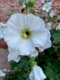 Busy Bee with pollen 3
