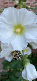 Busy Bee with pollen 4