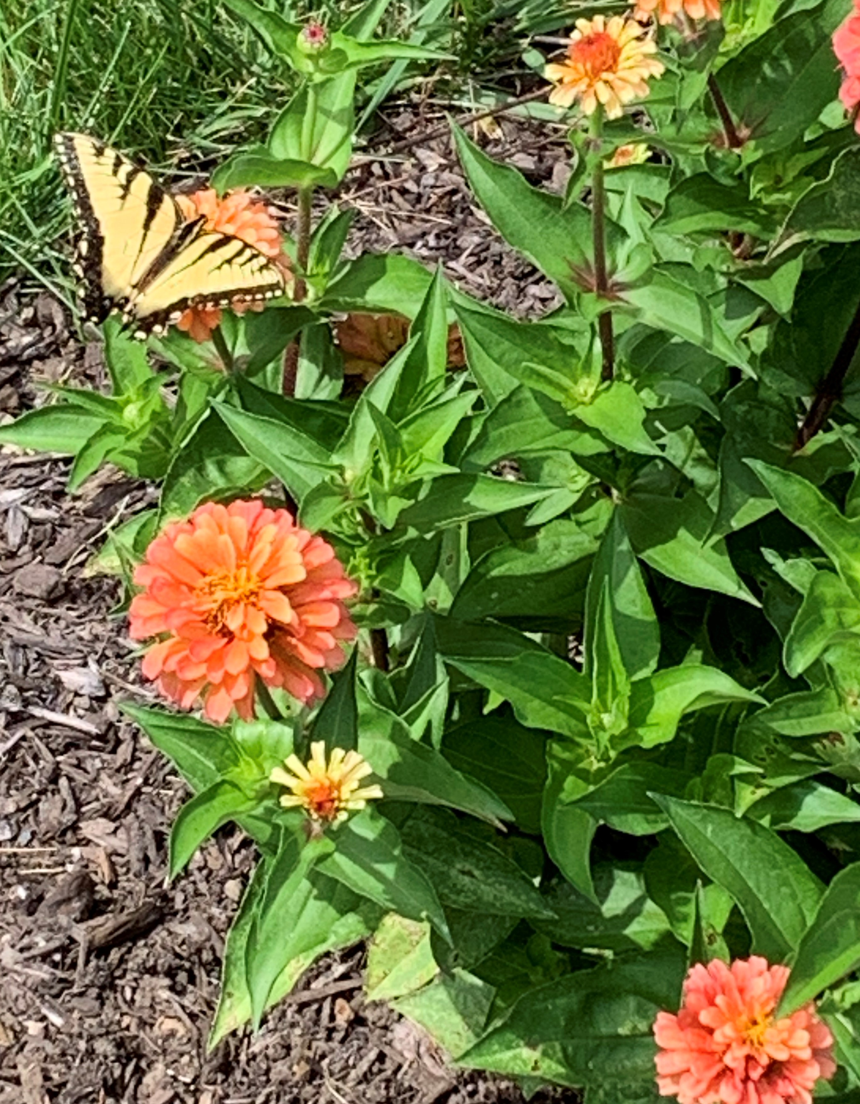 Butterfly in our butterfly garden