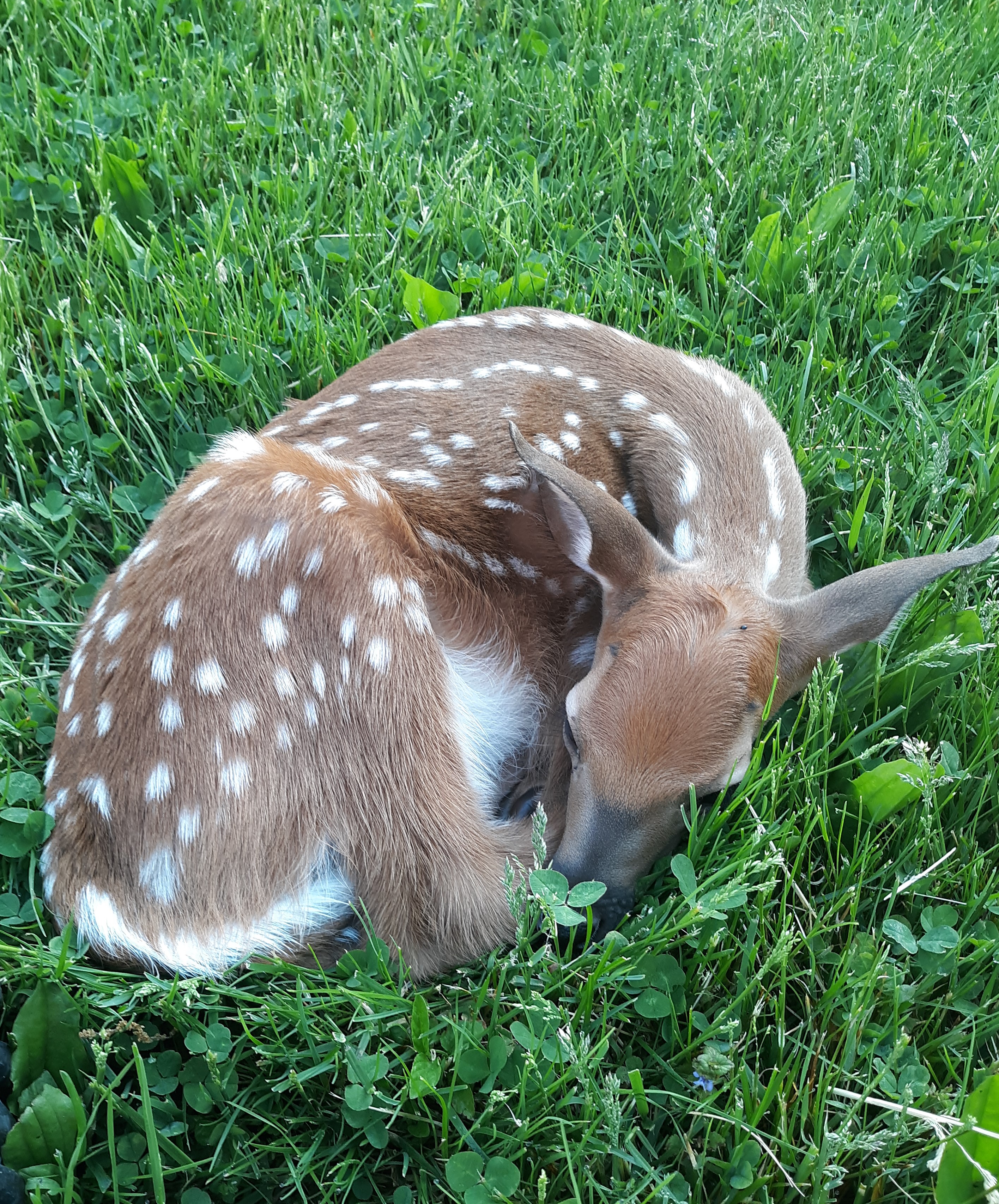 Fawn outside SUnshine room at SNF