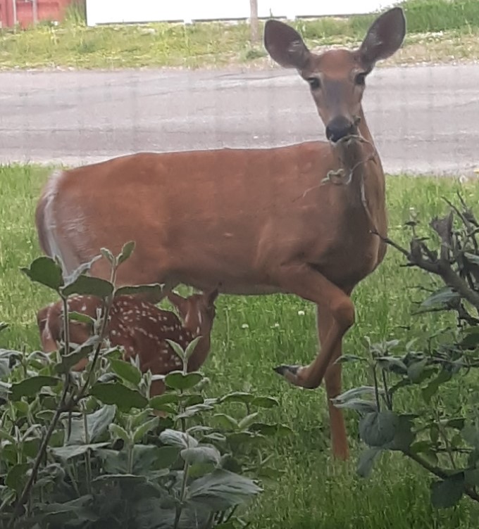 Fawn with Momma