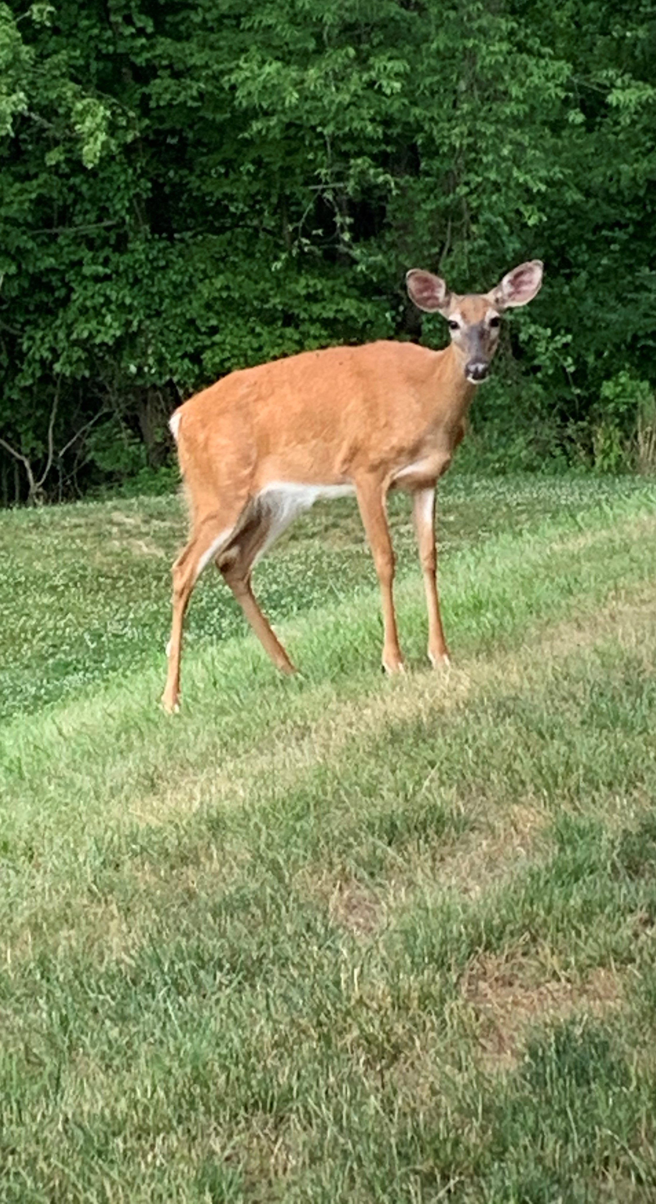 Momma deer standing tall and proud