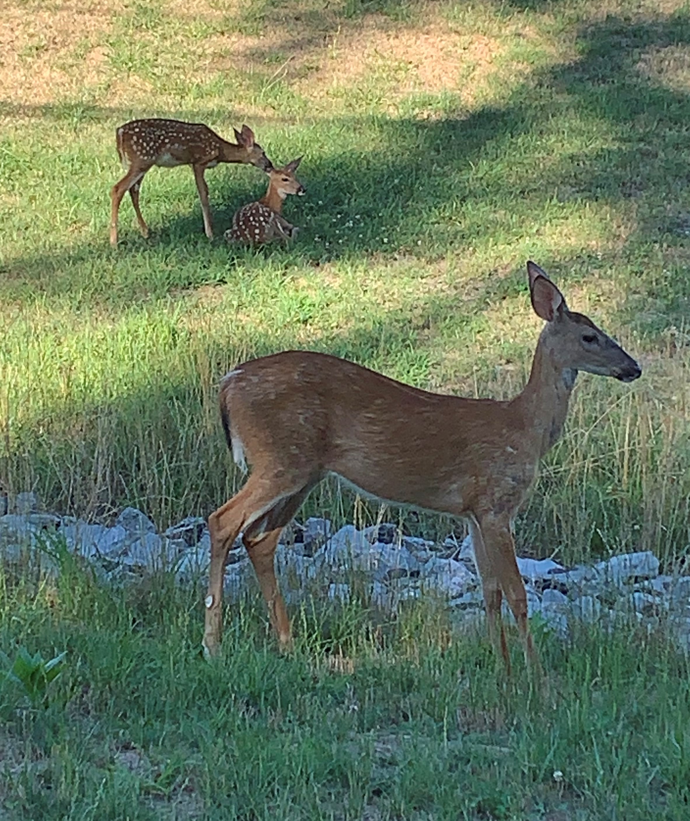 Momma deer with her babies cleaning each other