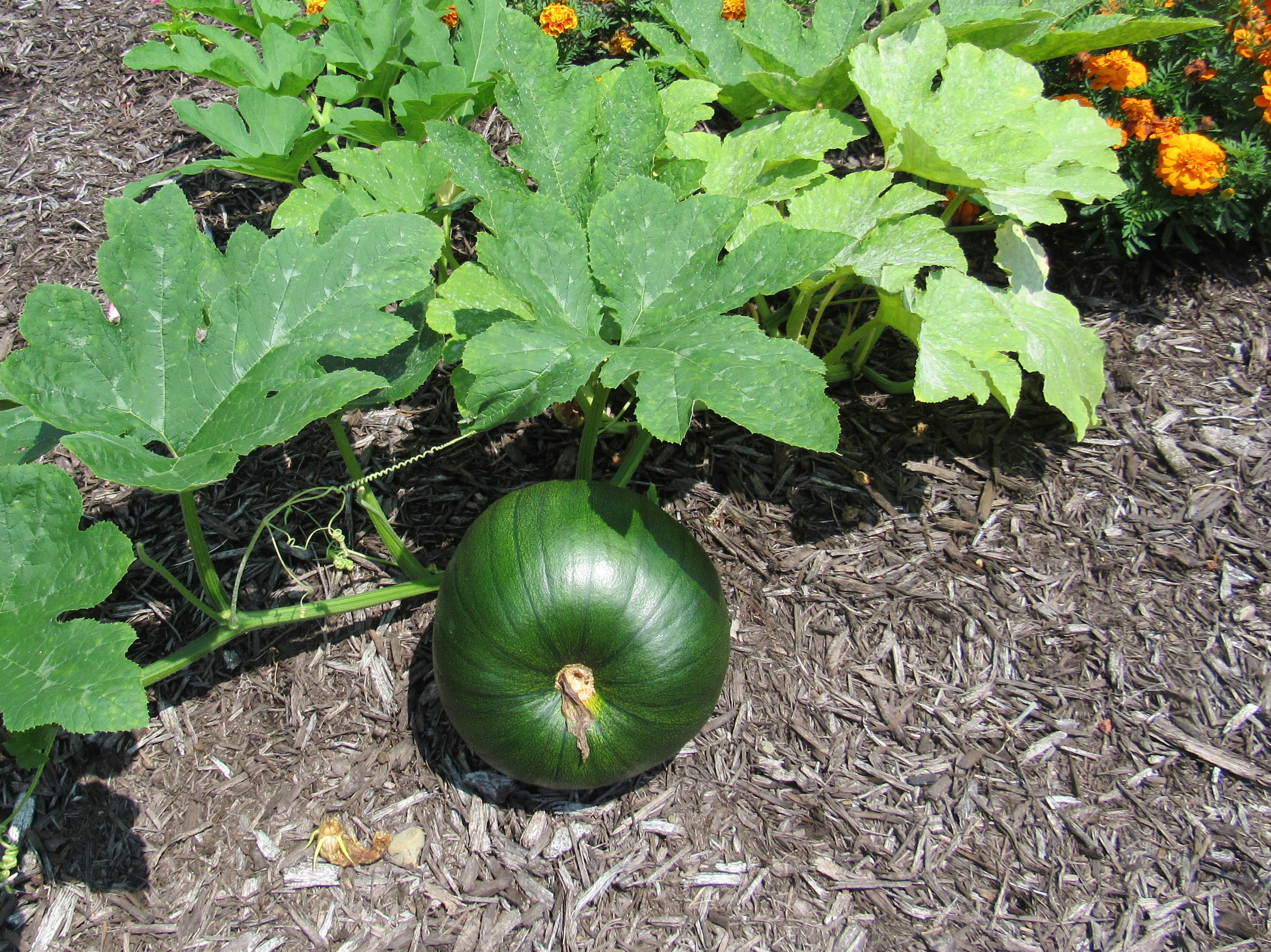 Tillies pumpkin