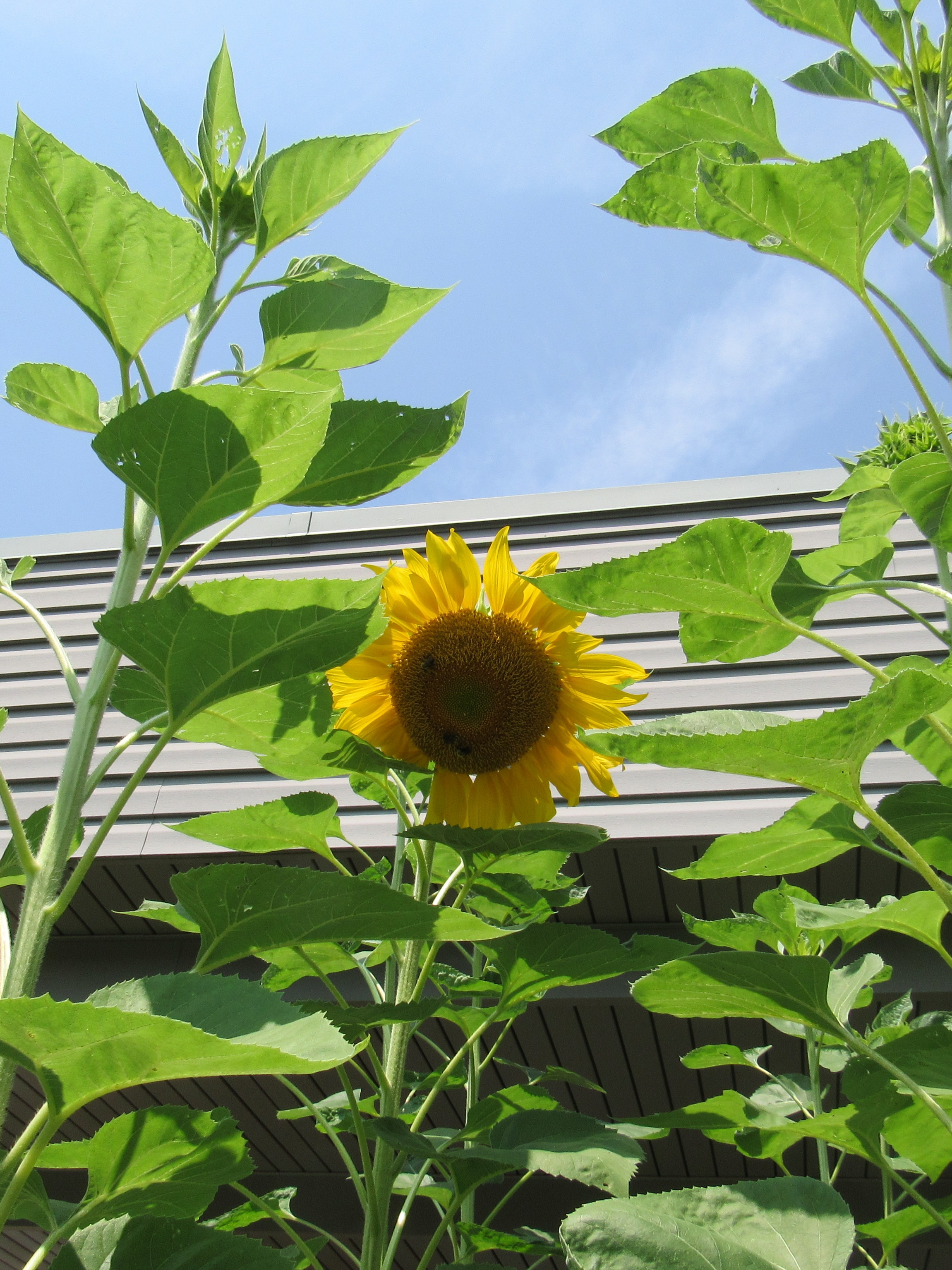 Tillies sunflower