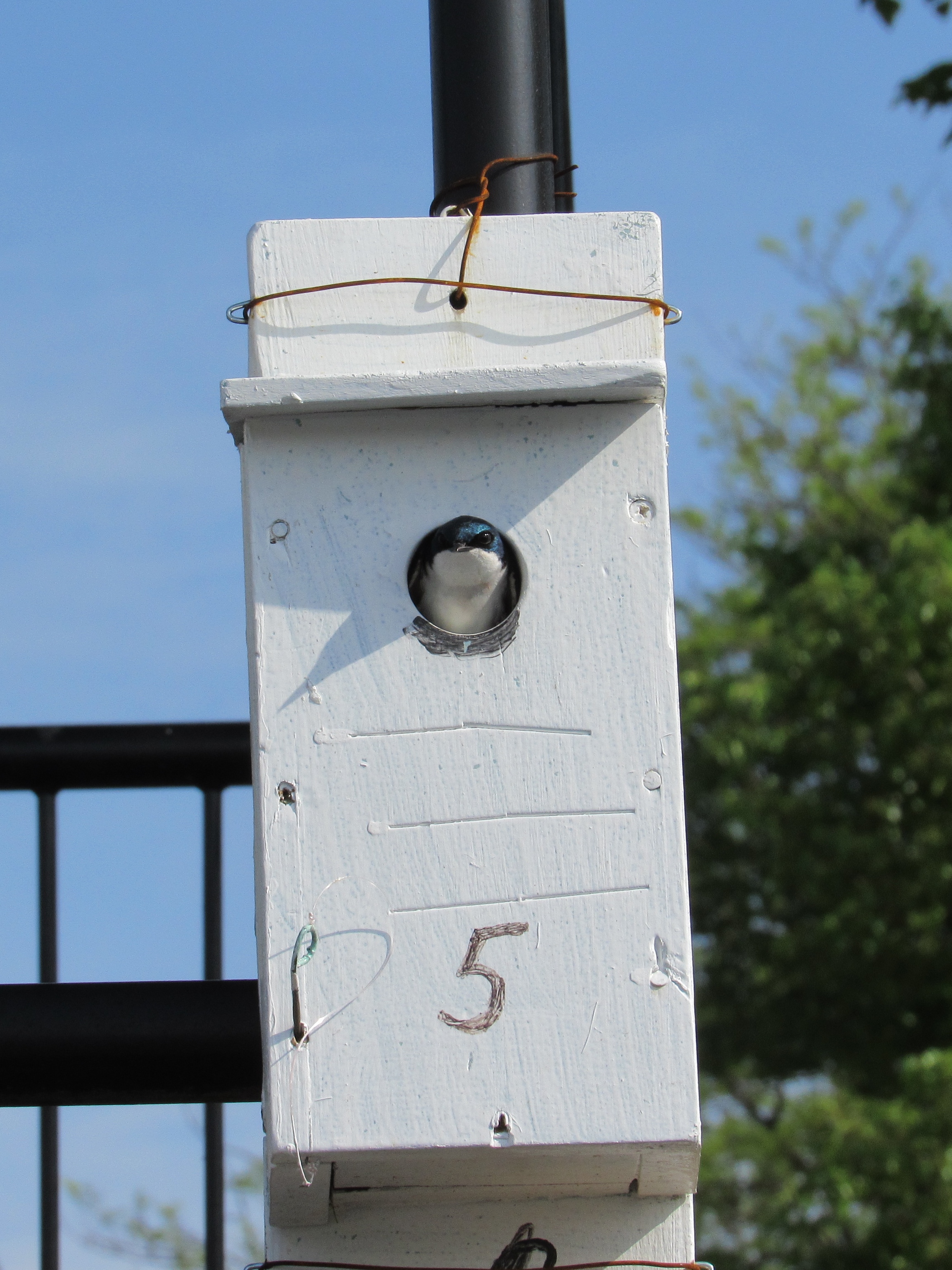 Tree Swallow