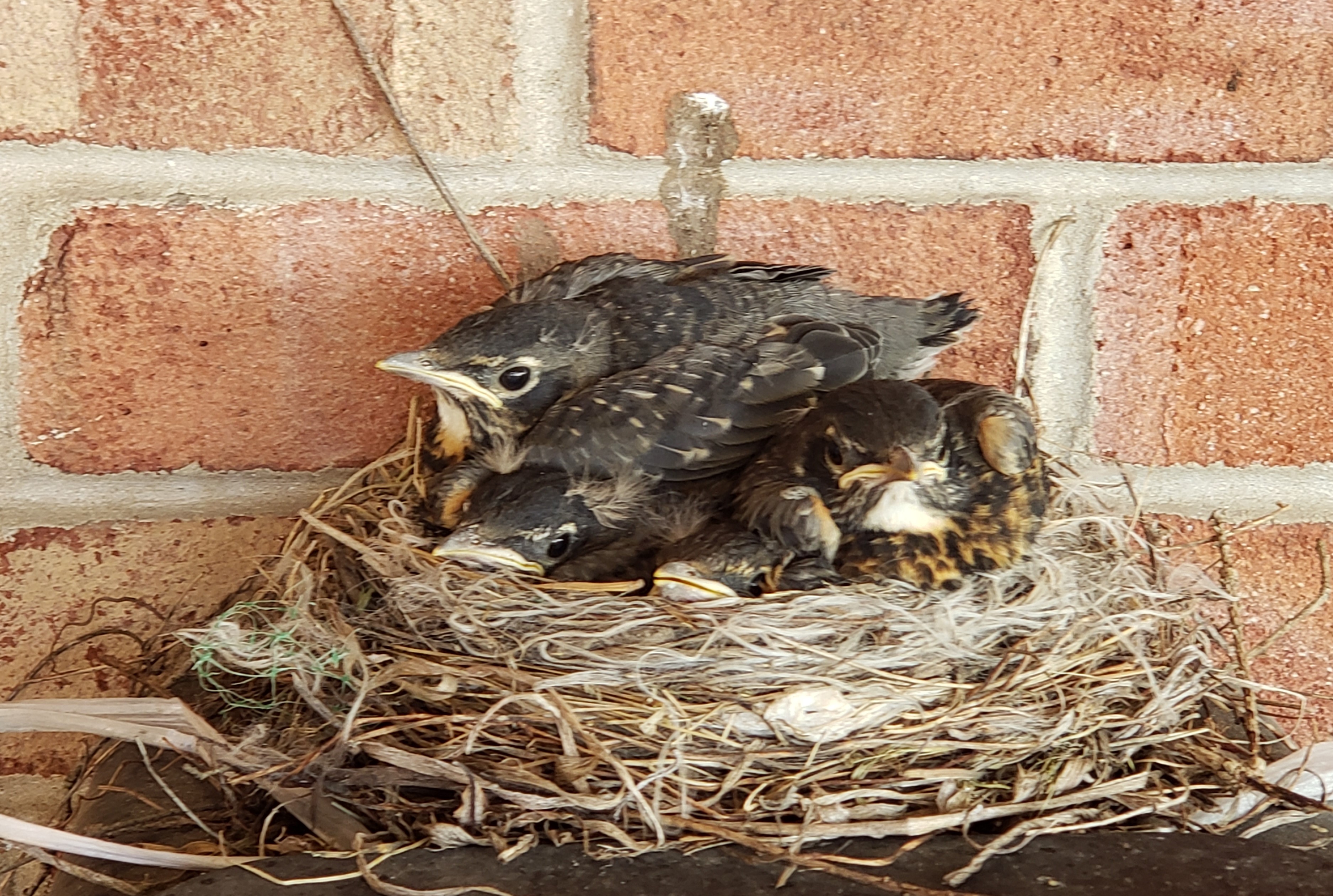 baby birds nesting 3