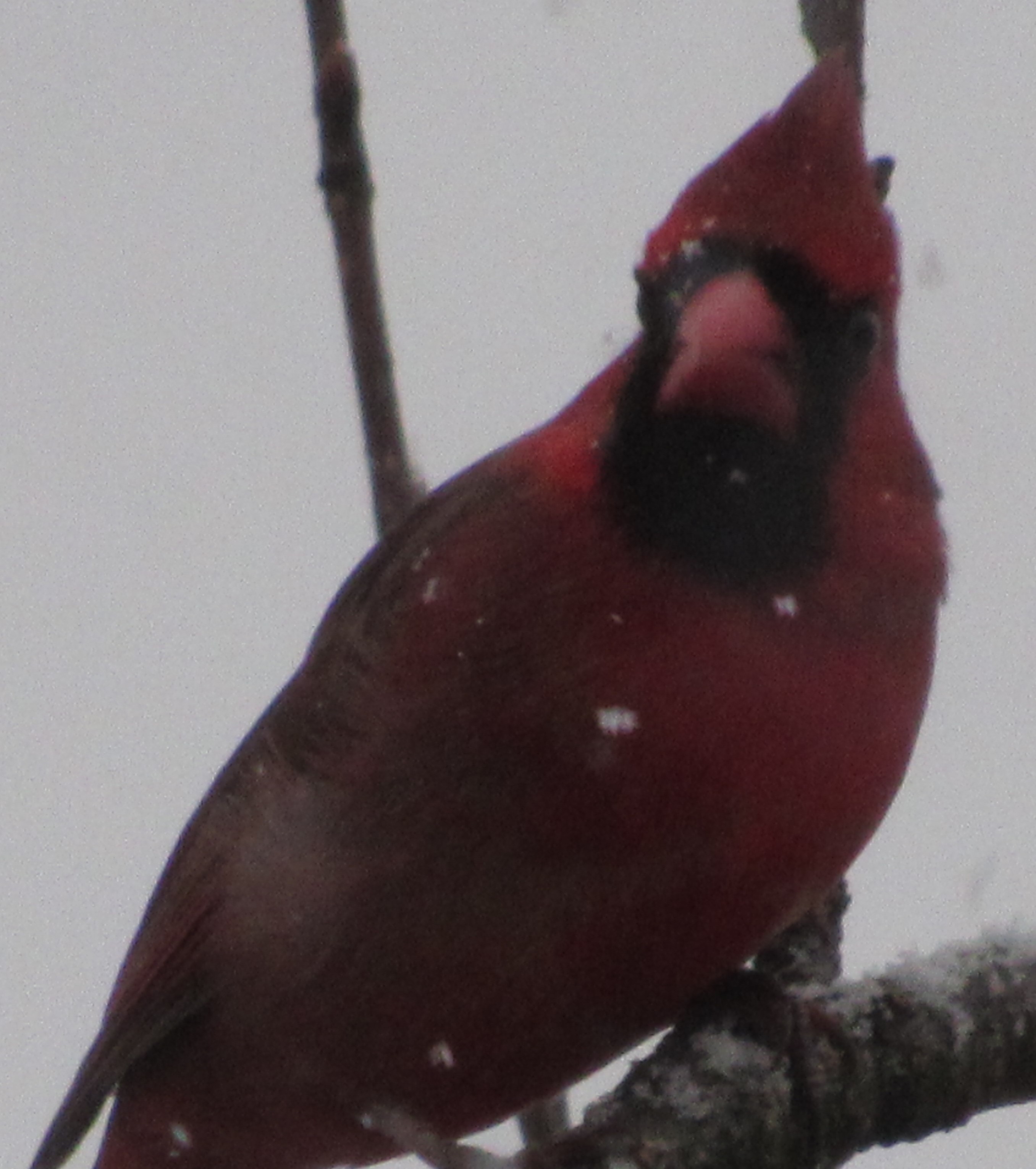 cardinal 1