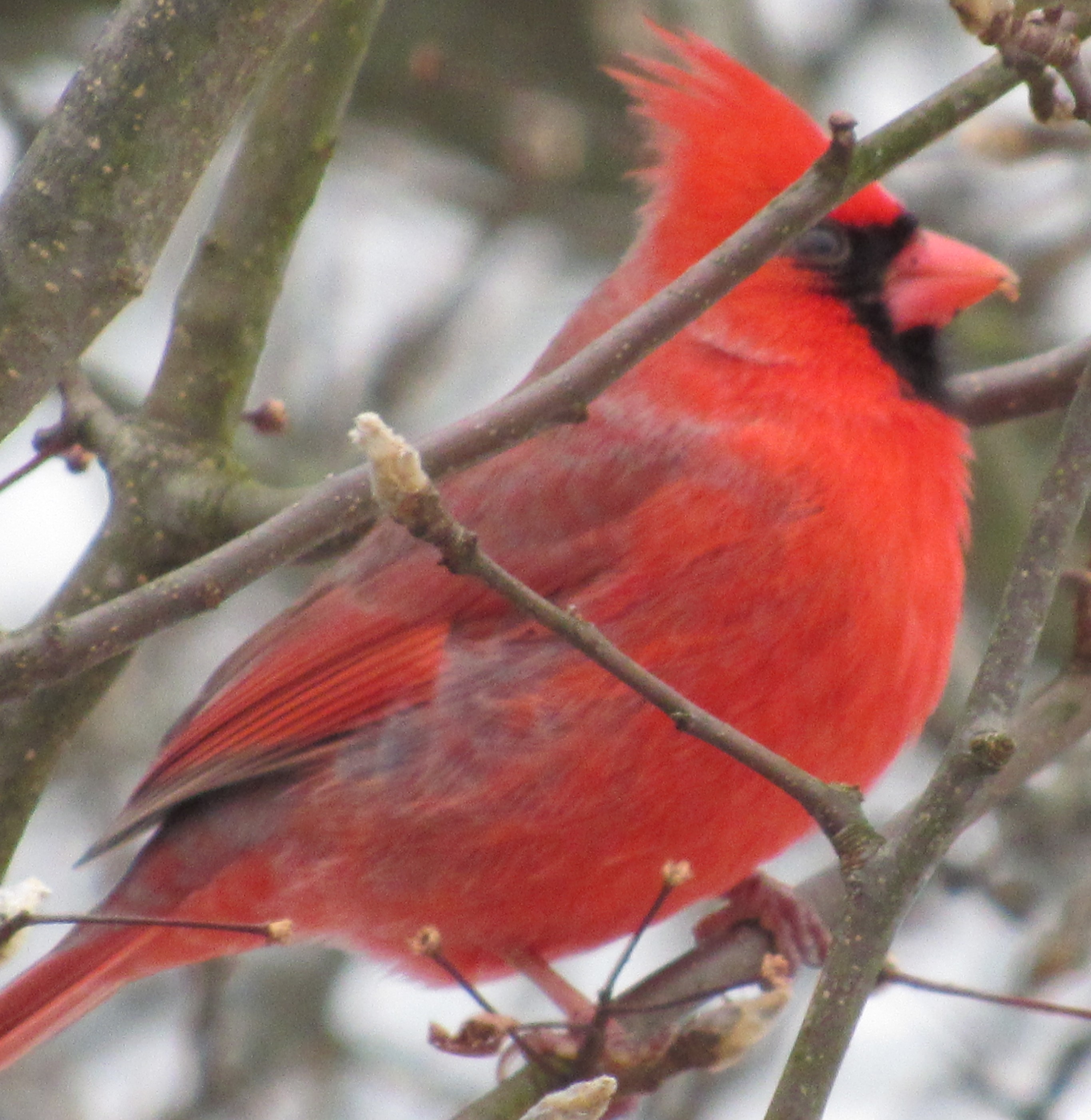 cardinal 3