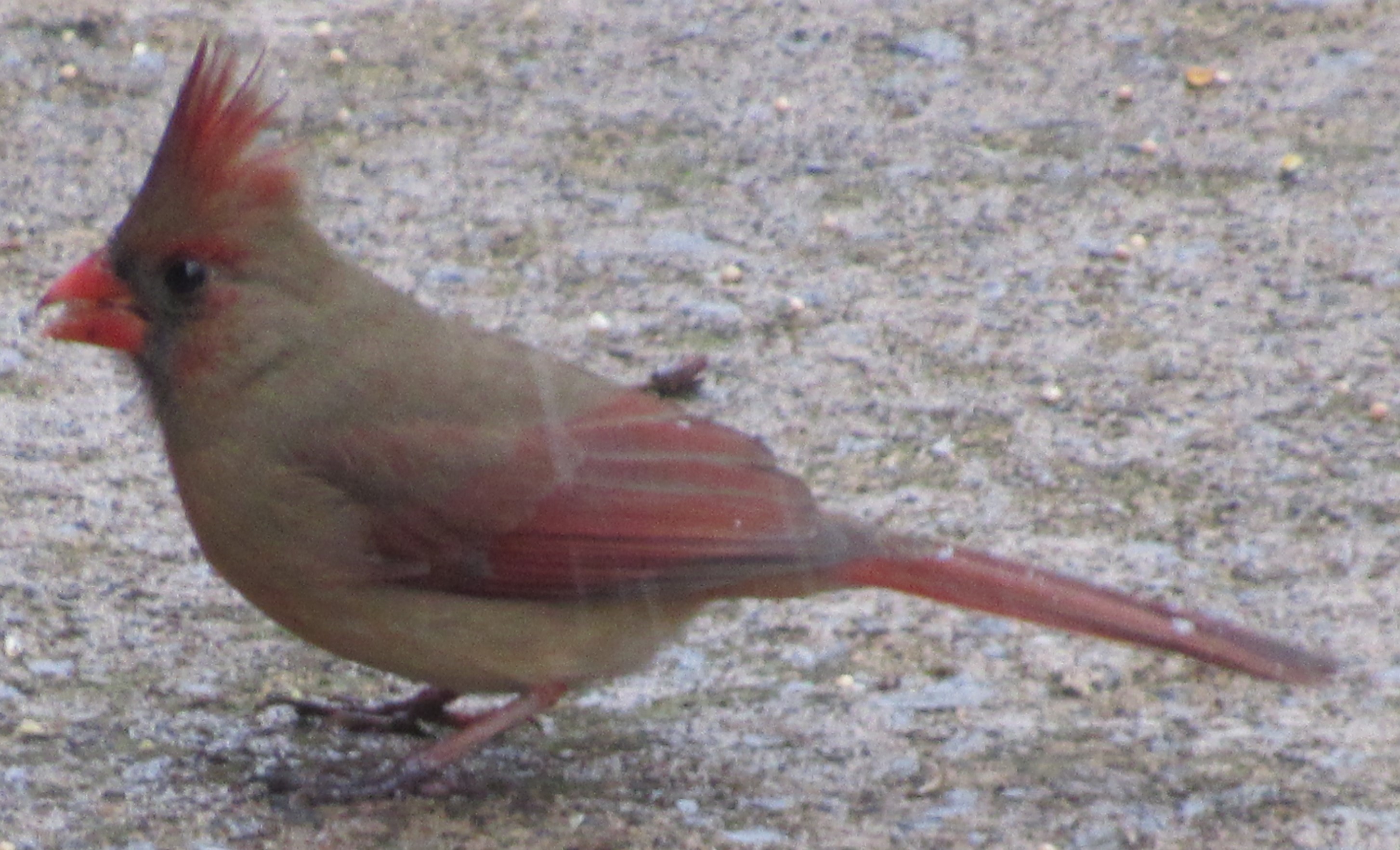 red tailed bird