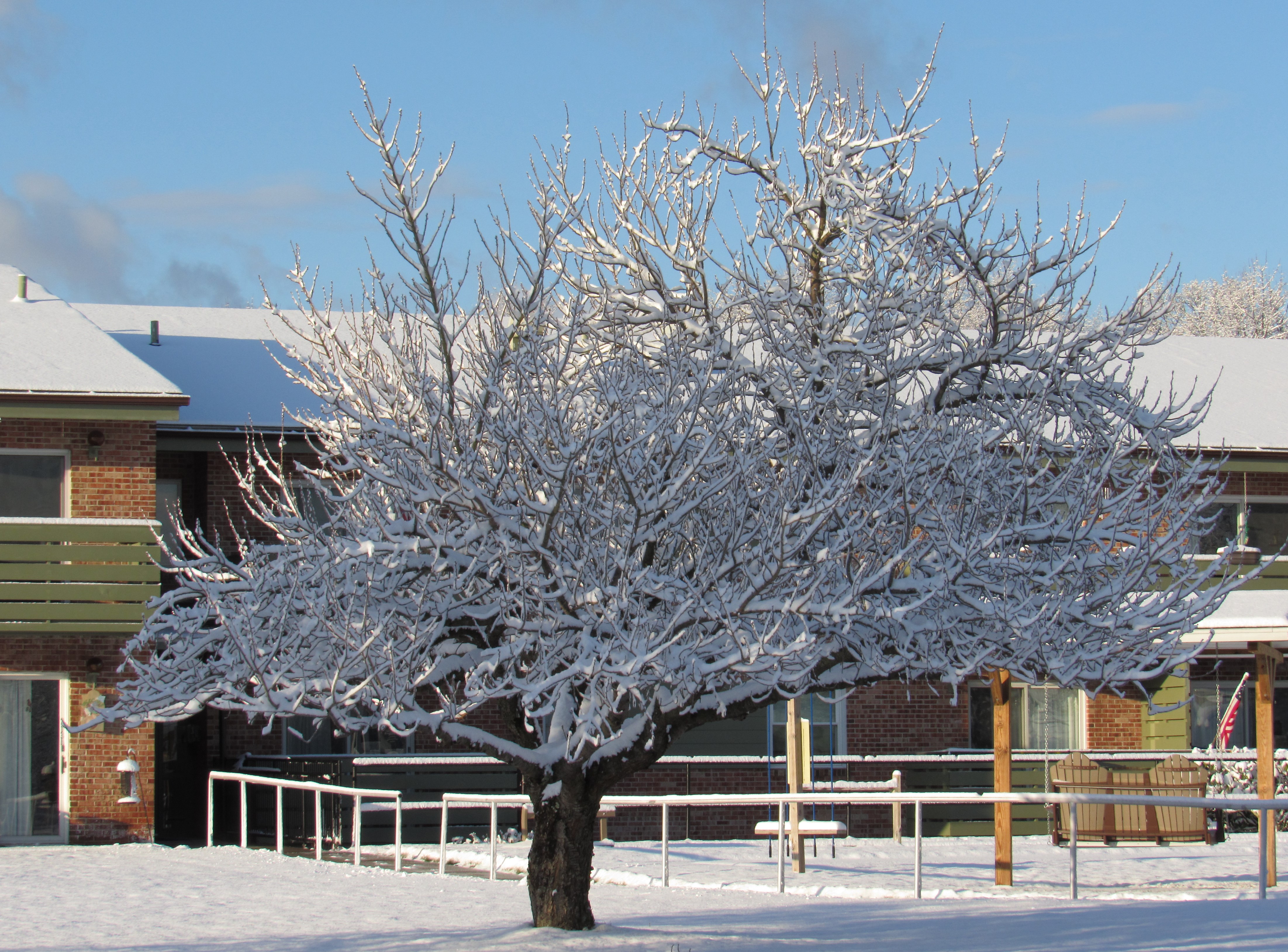 snowy tree best