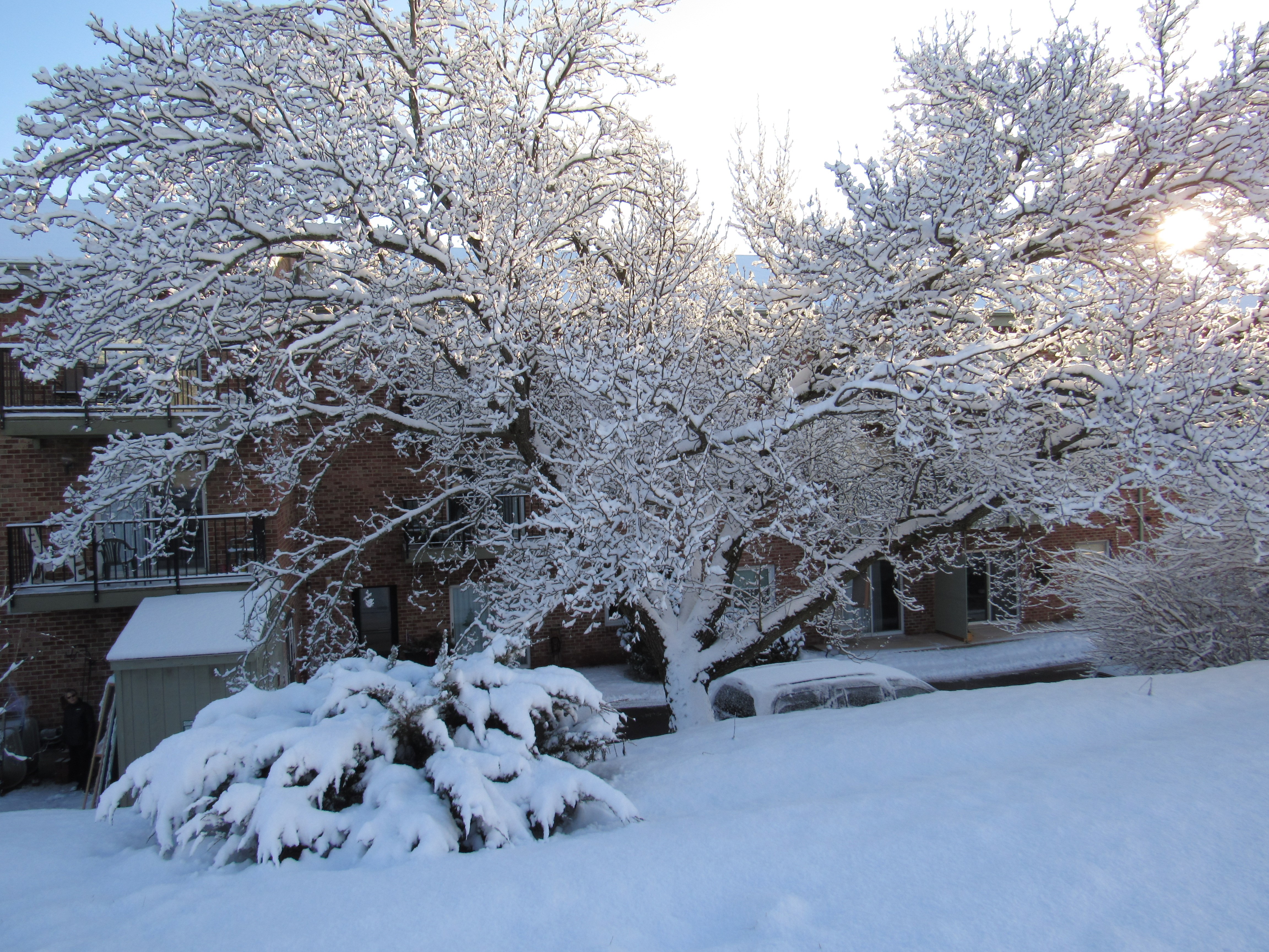 snowy tree with sun