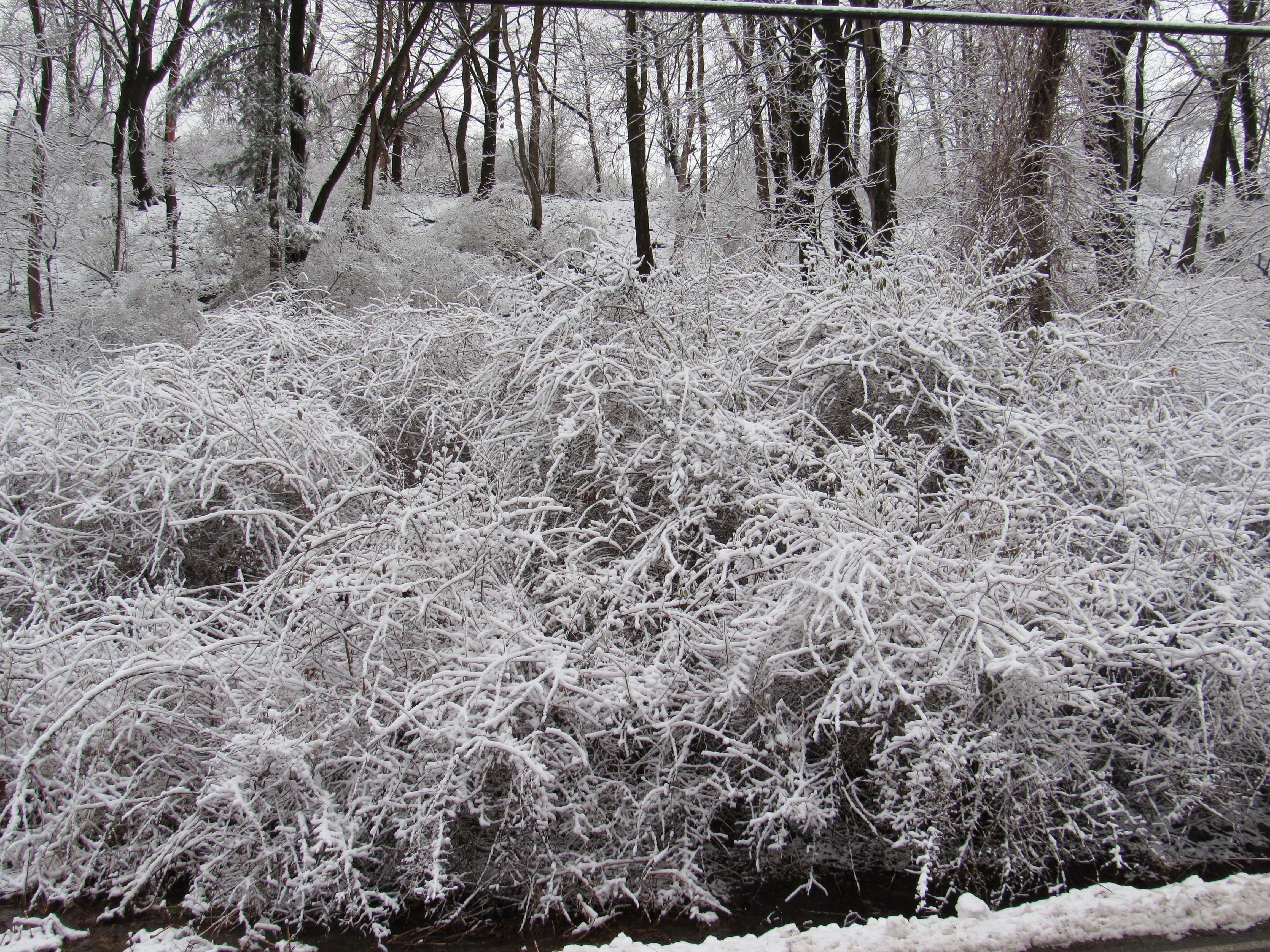 snowy trees 1