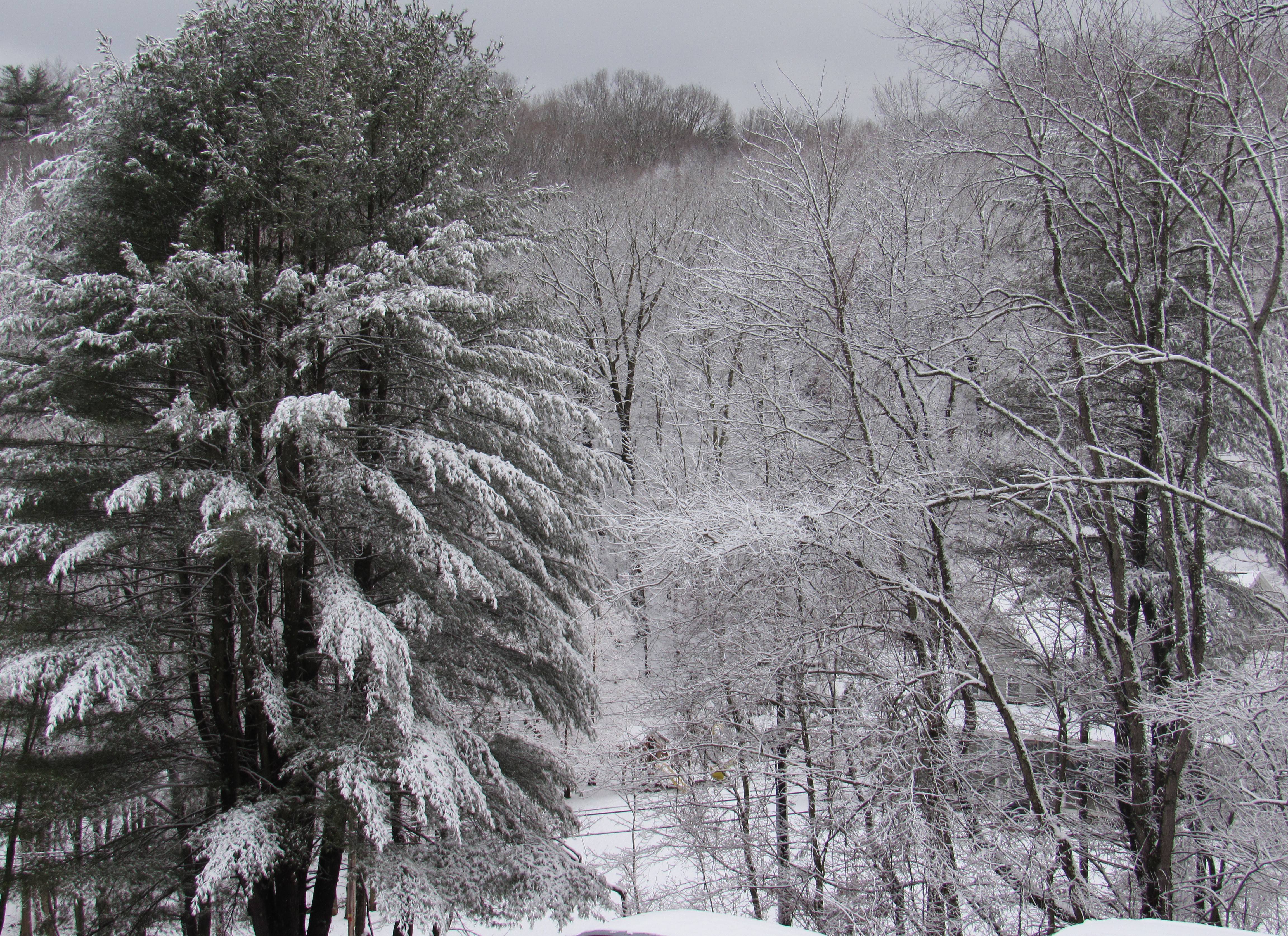 snowy trees 18