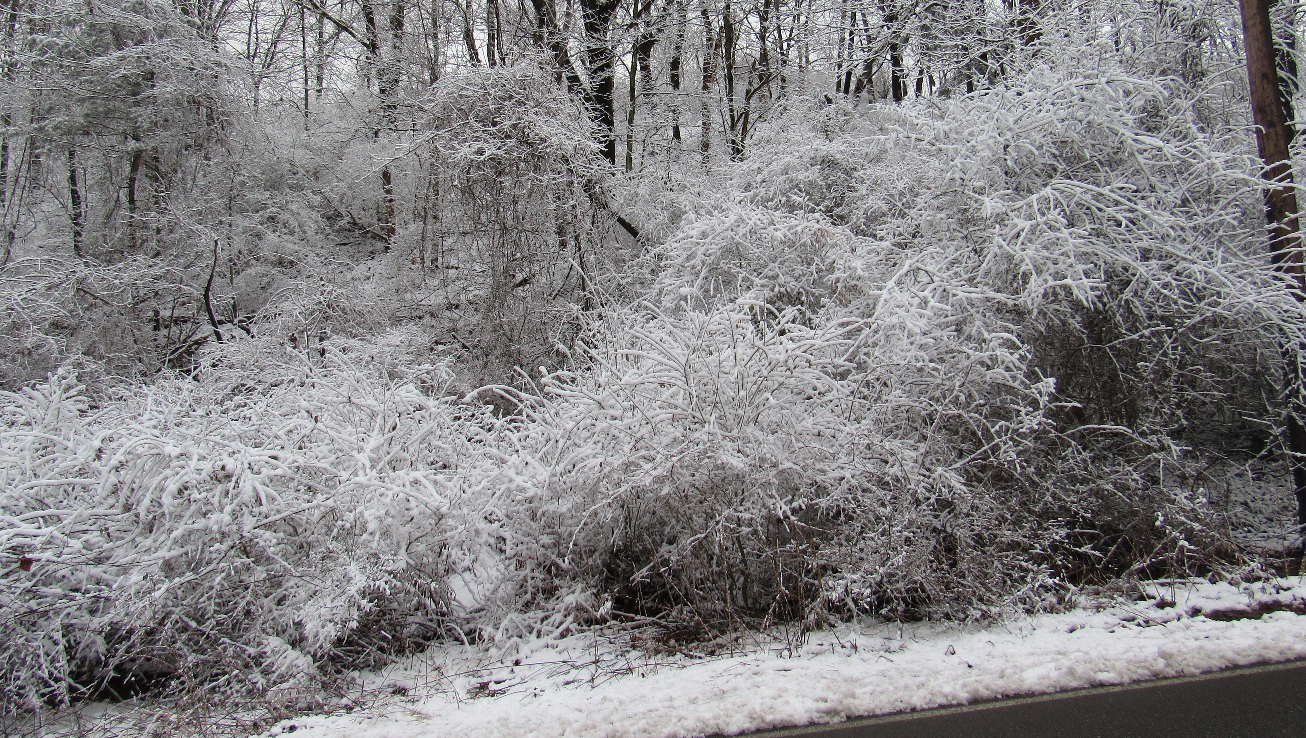 snowy trees 3