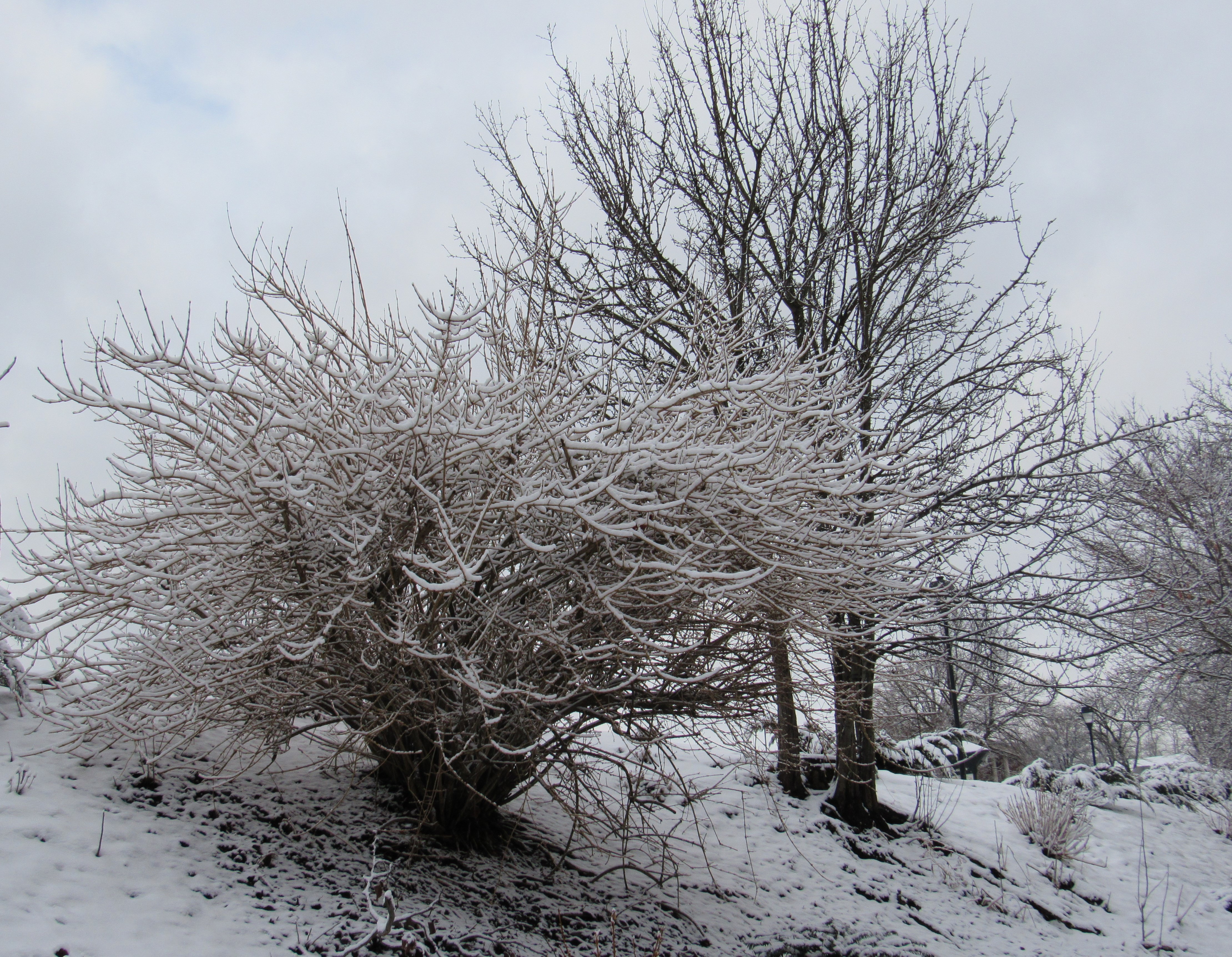 snowy trees 8
