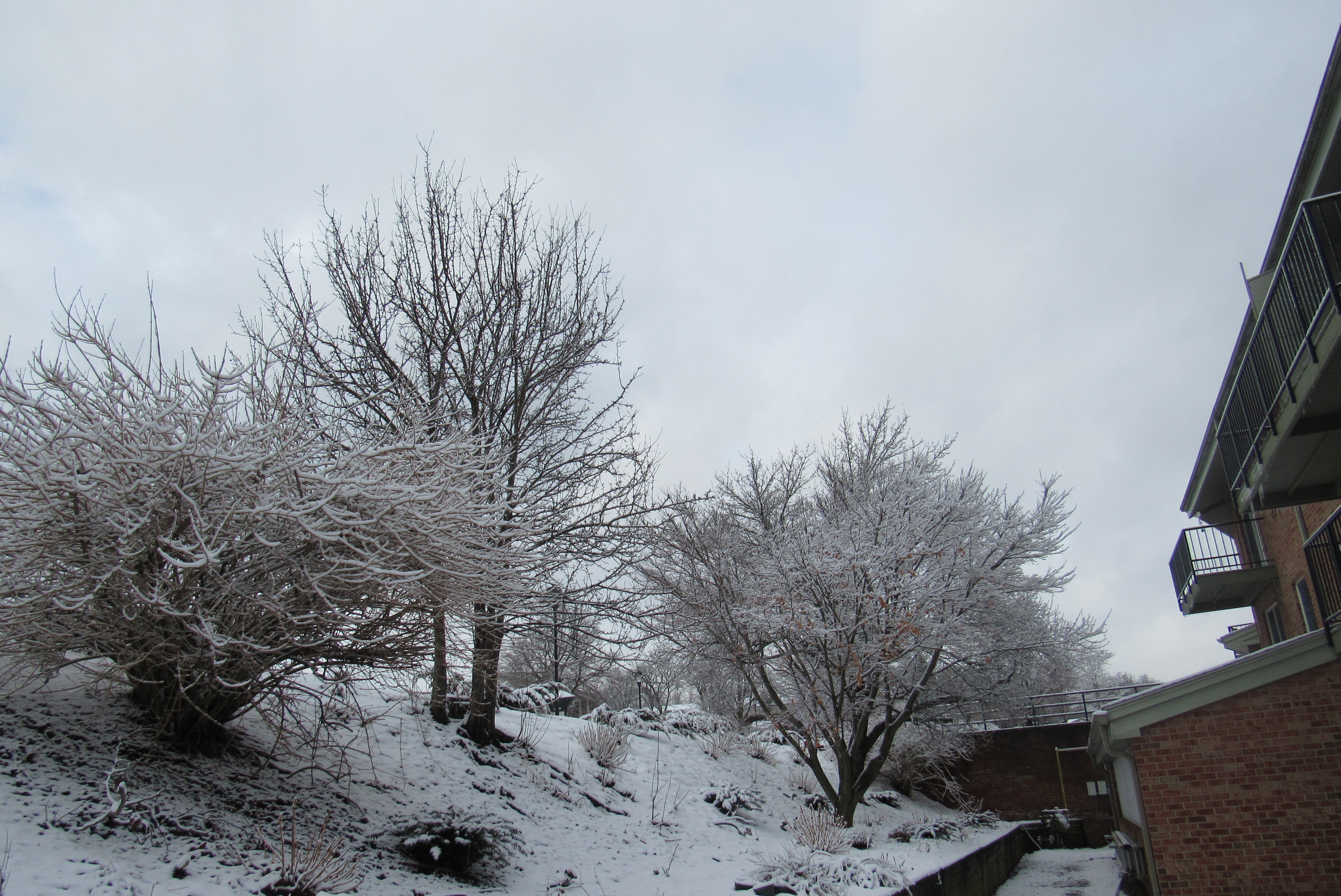 snowy trees 9