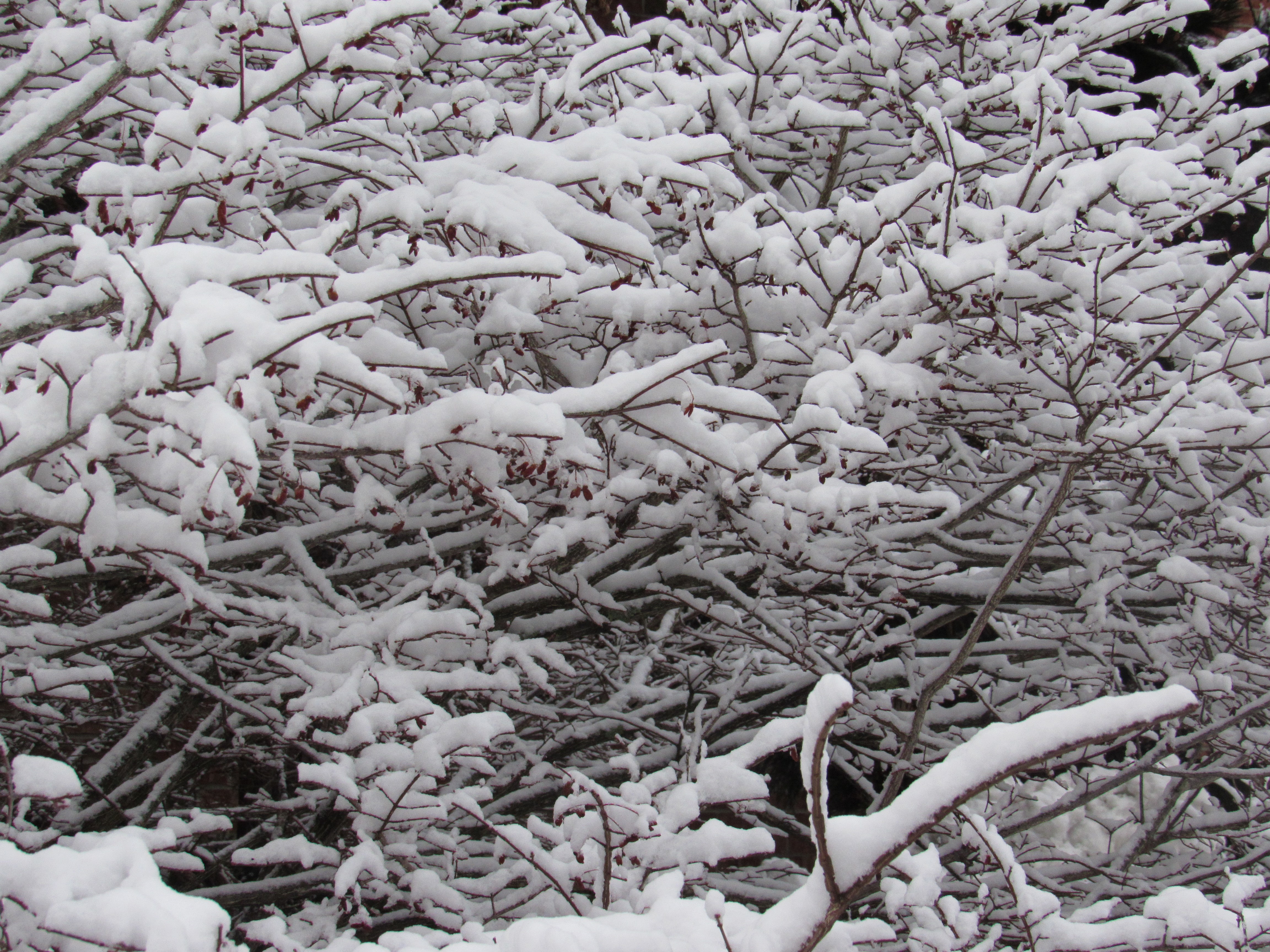 snowy trees close up 1