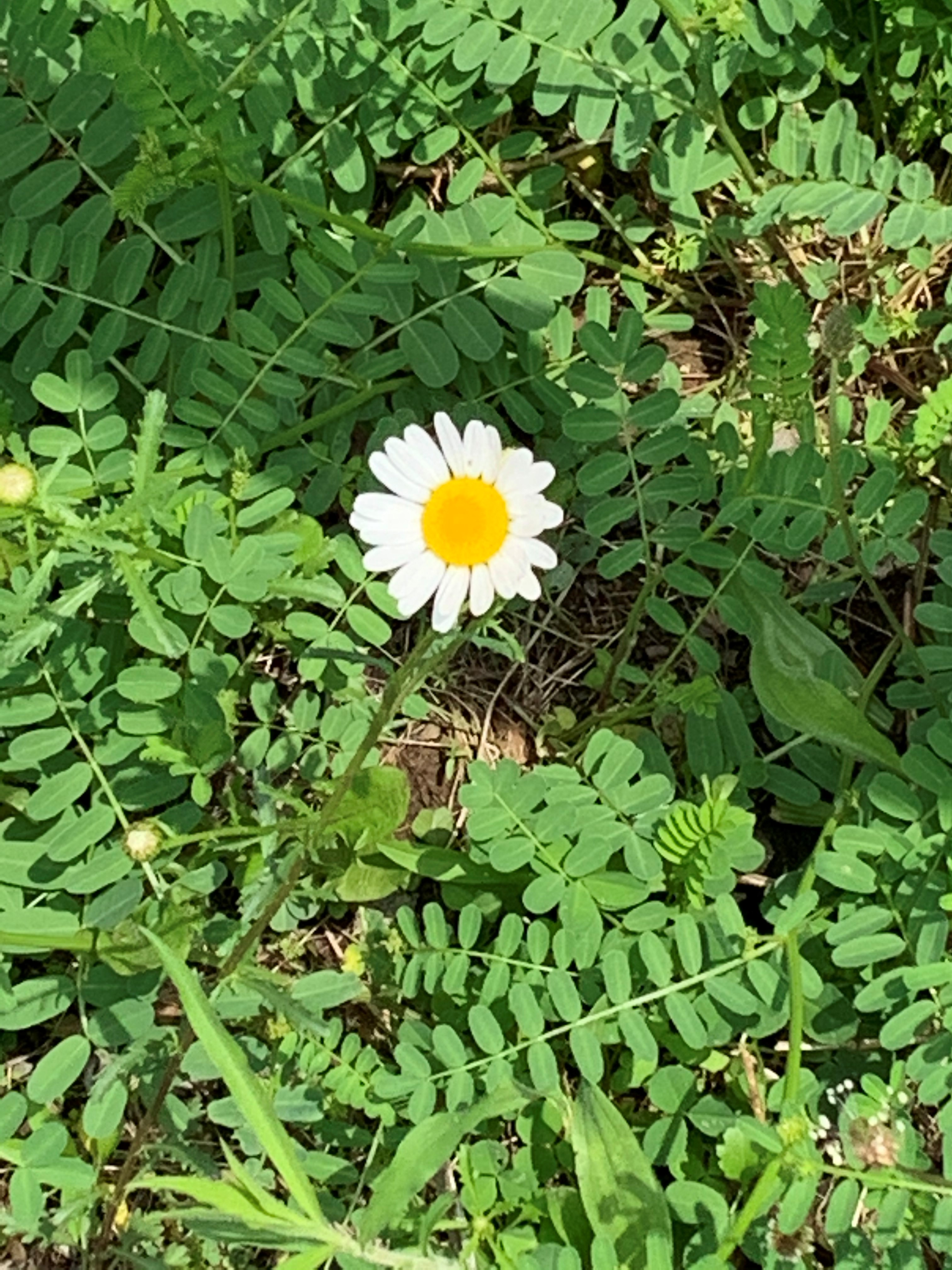 white flower