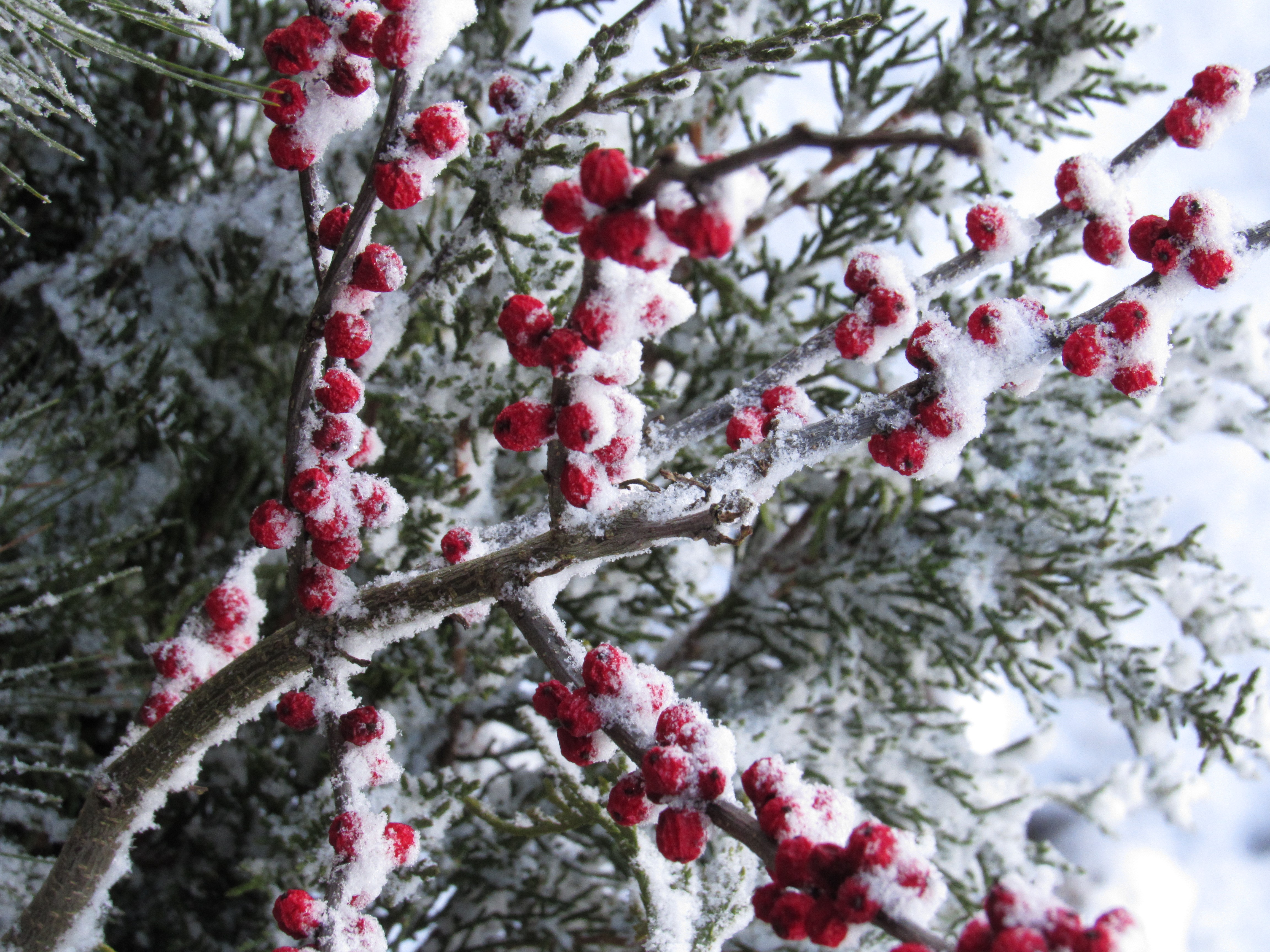 winterberries